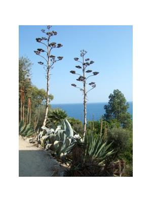 Spring Colour in Liguria Italy, Giardini Hanbury John Dyer Gallery