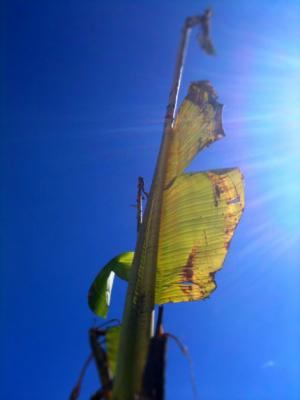 Artist Spring Gardening Day John Dyer Gallery