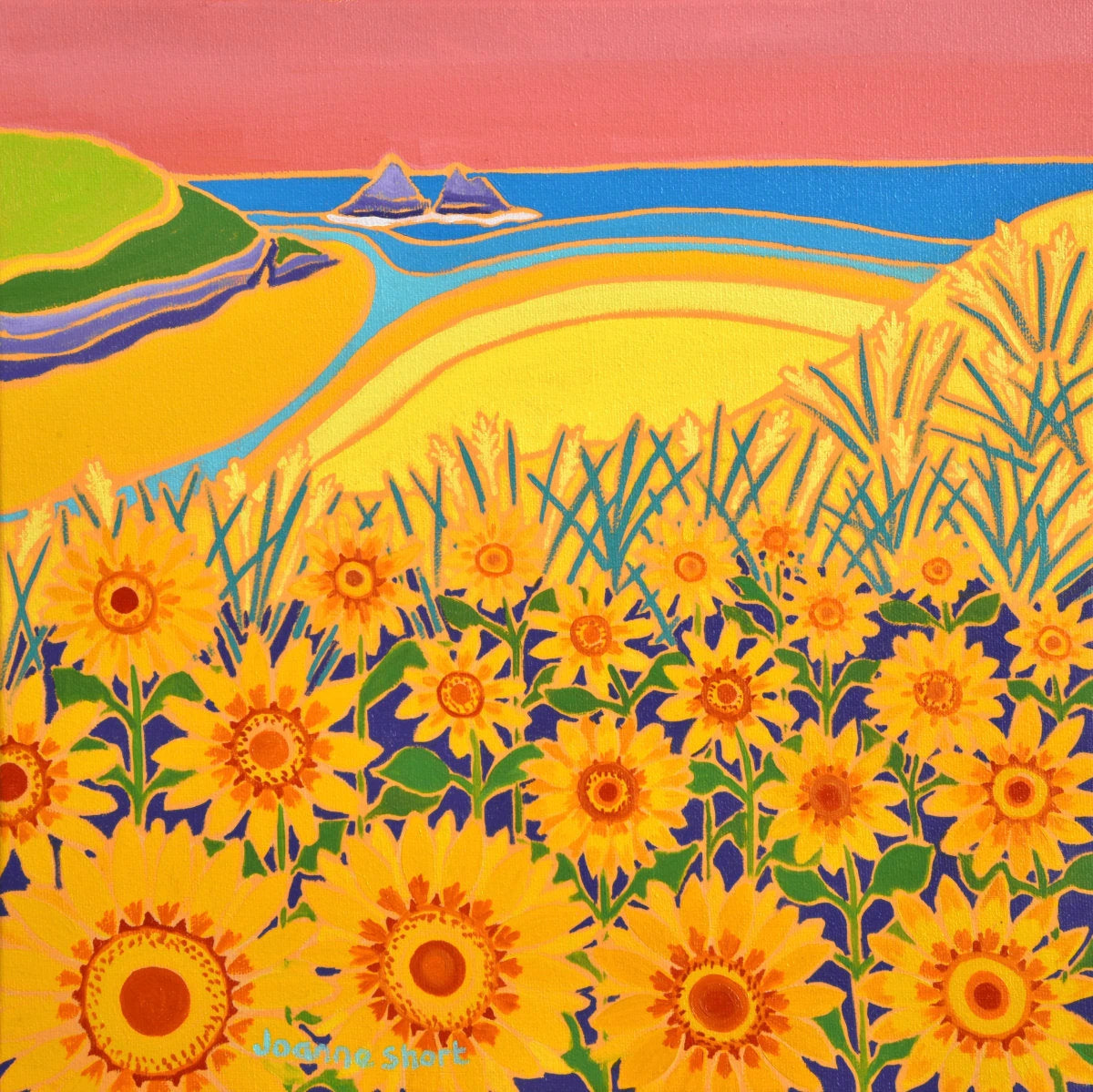 'Sweeping Hillside of Sunflowers, Holywell Bay Sunset', 12x12 inches oil on canvas. Cornwall Art Gallery Painting by Cornish Artist Joanne Short