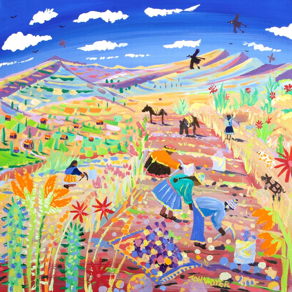 'The Potato Harvest, Amaru, Peru'. 24x24 inches acrylic on canvas. Paintings of Peru by John Dyer from our Online Art Gallery John Dyer
