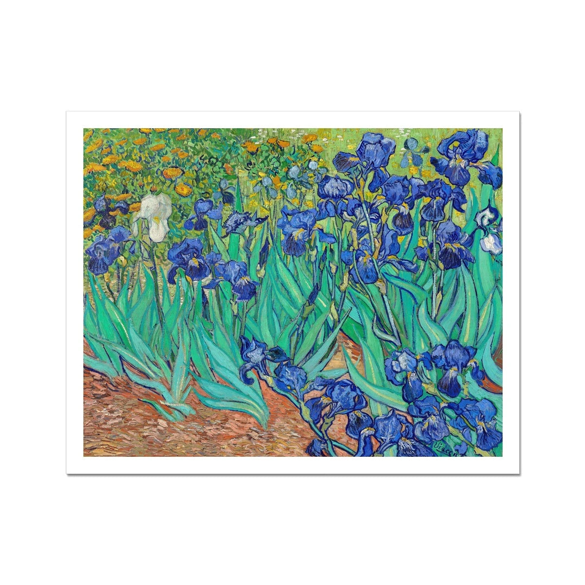 'Irises' by Vincent Van Gogh. Garden Flowers Open Edition Fine Art Print. Art Gallery Historic Art Vincent Van Gogh