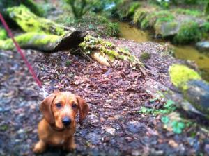 Digory Dog - Sausage Dog Days with artist John Dyer John Dyer Gallery